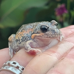 Limnodynastes dumerilii at Lanyon - northern section A.C.T. - 23 Apr 2024