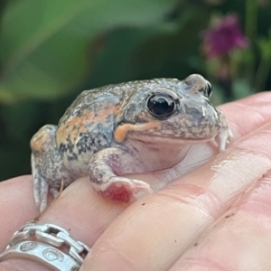 Limnodynastes dumerilii (Eastern Banjo Frog) at Lanyon - northern section A.C.T. by caseypyne