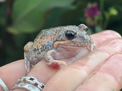 Limnodynastes dumerilii (Eastern Banjo Frog) at Lanyon - northern section A.C.T. - 22 Apr 2024 by caseypyne