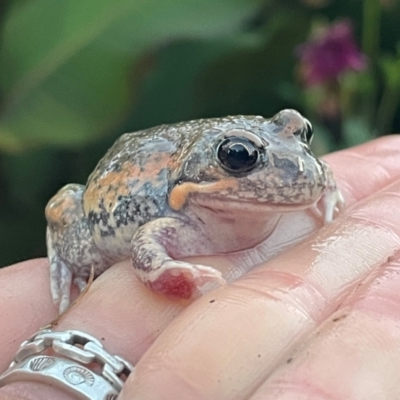 Limnodynastes dumerilii (Eastern Banjo Frog) at Lanyon - northern section A.C.T. - 23 Apr 2024 by caseypyne