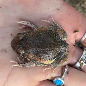 Limnodynastes dumerilii at Lanyon - northern section A.C.T. - 23 Apr 2024