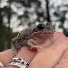 Limnodynastes dumerilii at Lanyon - northern section A.C.T. - 23 Apr 2024