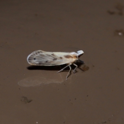Kuranda notata (Derbid planthopper) at Acton, ACT - 10 May 2024 by TimL