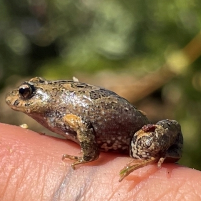 Crinia sp. (genus) (A froglet) at Tharwa, ACT - 25 Mar 2024 by caseypyne