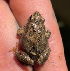 Crinia signifera at Lanyon - northern section A.C.T. - 25 Mar 2024