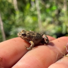 Crinia signifera at Lanyon - northern section A.C.T. - 25 Mar 2024