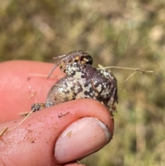 Crinia signifera at Lanyon - northern section A.C.T. - 25 Mar 2024