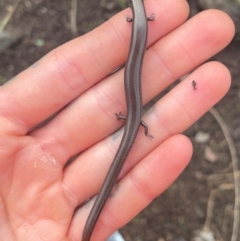 Hemiergis talbingoensis (Eastern Three-toed Earless Skink) at ANBG - 6 May 2024 by caseypyne
