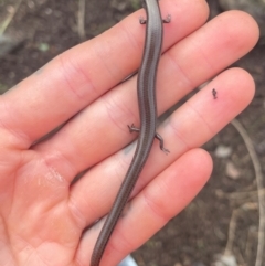 Hemiergis talbingoensis (Three-toed Skink) at ANBG - 6 May 2024 by caseypyne