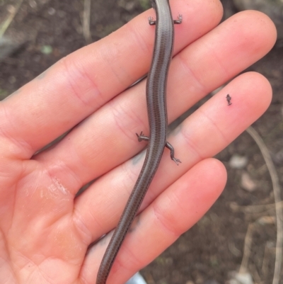 Hemiergis talbingoensis (Eastern Three-toed Earless Skink) at ANBG - 6 May 2024 by caseypyne