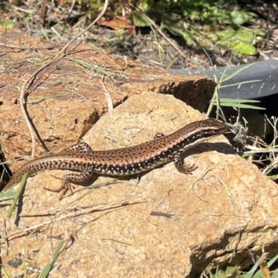 Eulamprus heatwolei (Yellow-bellied Water Skink) at Lanyon - northern section A.C.T. - 24 Mar 2024 by caseypyne