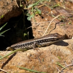 Eulamprus heatwolei at Lanyon - northern section A.C.T. - 25 Mar 2024