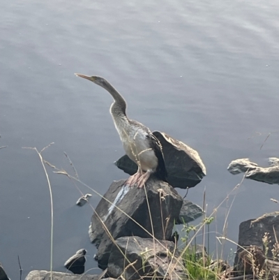 Anhinga novaehollandiae (Australasian Darter) at Lake Tuggeranong - 22 Mar 2024 by caseypyne