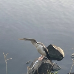 Anhinga novaehollandiae at Lake Tuggeranong - 23 Mar 2024