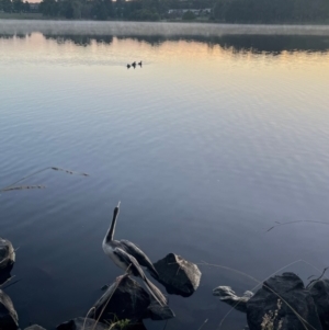 Anhinga novaehollandiae at Lake Tuggeranong - 23 Mar 2024 07:18 AM