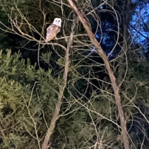 Tyto alba at QPRC LGA - 23 May 2024