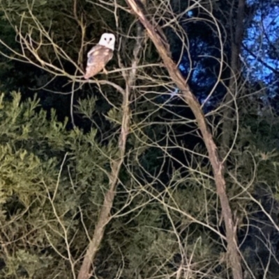 Tyto alba (Barn Owl) at Tarago, NSW - 23 May 2024 by mcleana