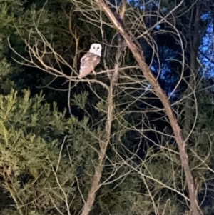 Tyto alba at QPRC LGA - 23 May 2024