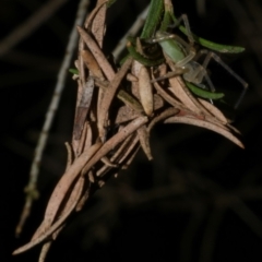 Unidentified Other hunting spider at WendyM's farm at Freshwater Ck. - 20 Apr 2023 by WendyEM