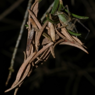 Cheiracanthium sp. (genus) (Unidentified Slender Sac Spider) at WendyM's farm at Freshwater Ck. - 21 Apr 2023 by WendyEM