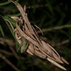 Cheiracanthium sp. (genus) at WendyM's farm at Freshwater Ck. - 21 Apr 2023 01:49 AM