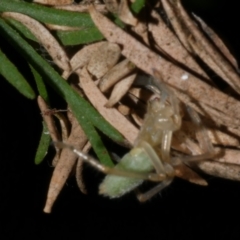 Cheiracanthium sp. (genus) at WendyM's farm at Freshwater Ck. - 21 Apr 2023 01:49 AM