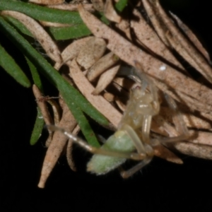 Cheiracanthium sp. (genus) at WendyM's farm at Freshwater Ck. - 21 Apr 2023 01:49 AM