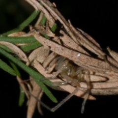 Cheiracanthium sp. (genus) at WendyM's farm at Freshwater Ck. - 21 Apr 2023 01:49 AM