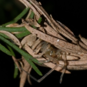 Cheiracanthium sp. (genus) at WendyM's farm at Freshwater Ck. - 21 Apr 2023 01:49 AM