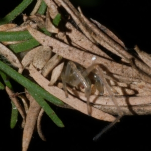 Cheiracanthium sp. (genus) at WendyM's farm at Freshwater Ck. - 21 Apr 2023 01:49 AM