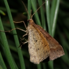 Parosteodes fictiliaria (Dodonaea Moth) at Freshwater Creek, VIC - 21 Apr 2023 by WendyEM