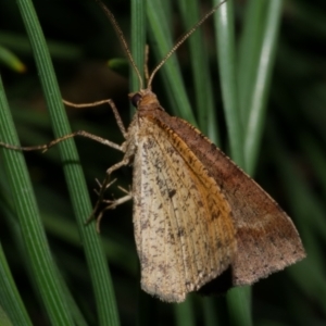 Parosteodes fictiliaria at WendyM's farm at Freshwater Ck. - 21 Apr 2023