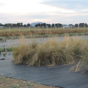 Poa labillardierei (Common Tussock Grass, River Tussock Grass) at Hume, ACT by michaelb