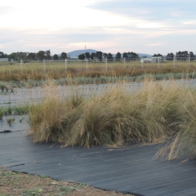 Poa labillardierei (Common Tussock Grass, River Tussock Grass) at Hume, ACT - 18 Dec 2023 by michaelb
