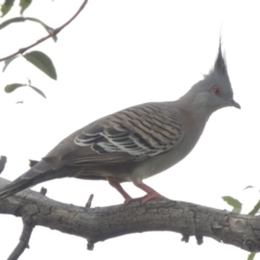 Ocyphaps lophotes (Crested Pigeon) at Hume, ACT - 18 Dec 2023 by MichaelBedingfield