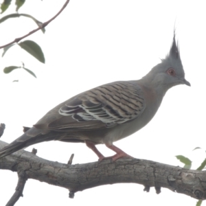 Ocyphaps lophotes at Hume, ACT - 18 Dec 2023