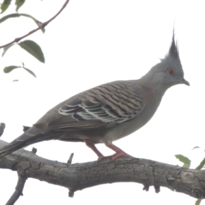 Ocyphaps lophotes (Crested Pigeon) at Hume, ACT by michaelb