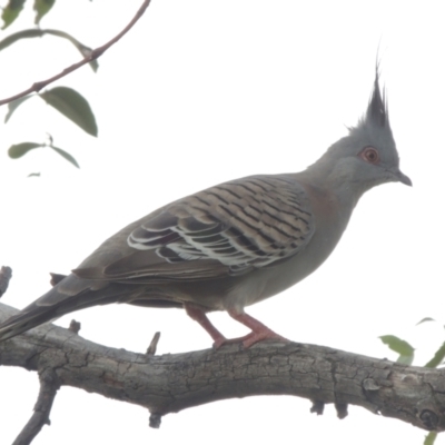 Ocyphaps lophotes (Crested Pigeon) at Hume, ACT - 18 Dec 2023 by michaelb