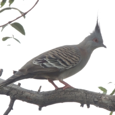 Ocyphaps lophotes (Crested Pigeon) at Hume, ACT - 18 Dec 2023 by MichaelBedingfield