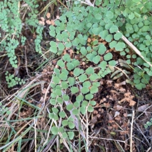 Adiantum aethiopicum at Alpine Shire - 24 May 2024