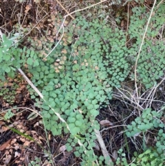 Adiantum aethiopicum at Alpine Shire - suppressed