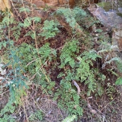 Adiantum aethiopicum at Alpine Shire - 24 May 2024