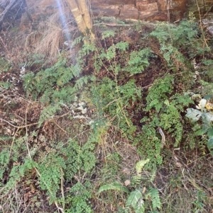 Adiantum aethiopicum at Alpine Shire - 24 May 2024