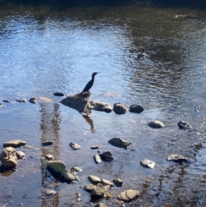 Phalacrocorax sulcirostris at Alpine Shire - 24 May 2024