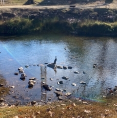 Phalacrocorax sulcirostris at Alpine Shire - 24 May 2024 10:26 AM