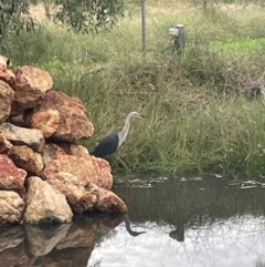 Ardea pacifica (White-necked Heron) at Charleville, QLD - 24 May 2024 by jameswilson