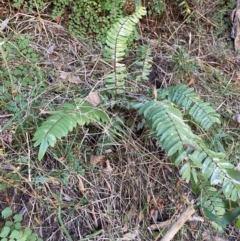 Unidentified Fern or Clubmoss at Alpine Shire - 24 May 2024 by Jenjen