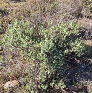 Melichrus urceolatus at Mount Taylor - 24 May 2024