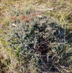 Astroloma humifusum (Cranberry Heath) at Mount Taylor - 24 May 2024 by HarleyB