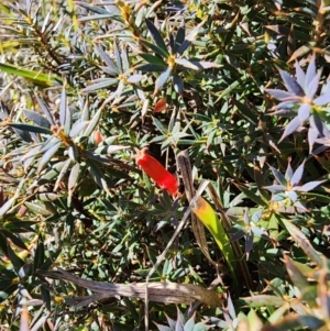 Styphelia humifusum at Mount Taylor - 24 May 2024 11:53 AM